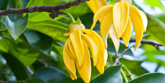 Ylang-ylang essential oil benefits use, & Importance. - HSA Perfumes